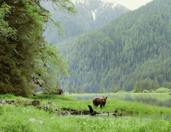 Great Bear Rainforest & Chilcotin Circle Route