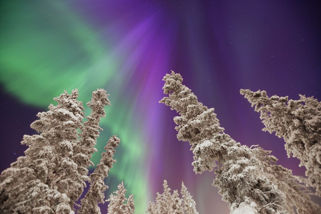 Aurora/Northern Lights colourful display of purple and green with snowy trees in the foreground in the Yukon territory. Demonstrating the 2025 solar maximum.